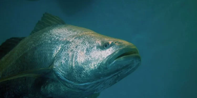 Totoaba: Por qué el único pez 100% mexicano merece su propio día